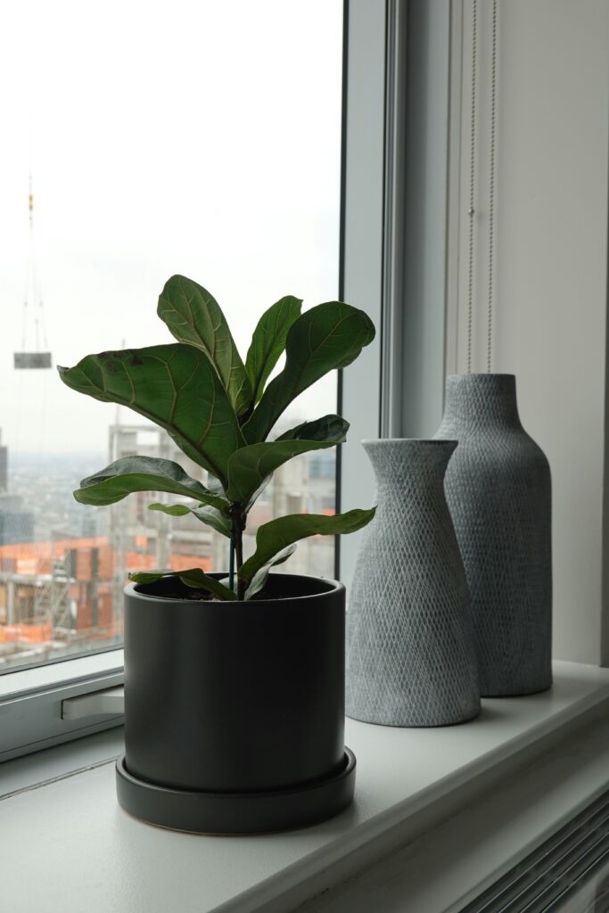 easy houseplants for beginners